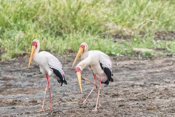 Yellow-billed storks, Mycteria ibis, walking — Stock Photo, Image