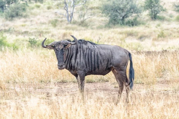 Wildebeest azul mirando hacia la cámara — Foto de Stock