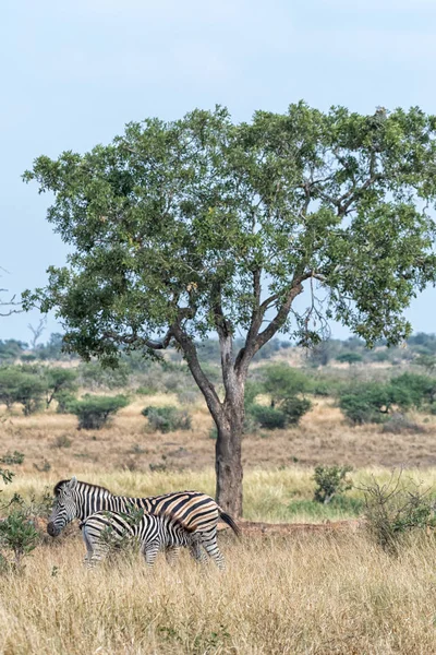 Burchells Zebra źrebię ssące na jej matkę — Zdjęcie stockowe