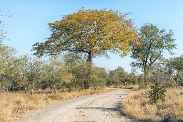 Avvolgimento strada sterrata e albero nei colori autunnali — Foto Stock