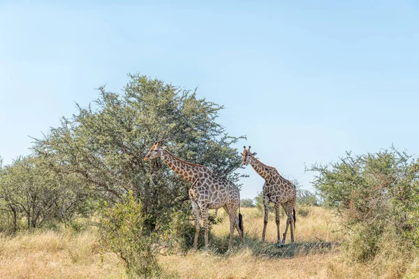 Zuid-Afrikaanse giraffen wandelen — Stockfoto