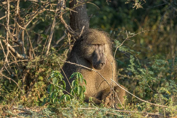 Adulto chacma babuino sentado —  Fotos de Stock