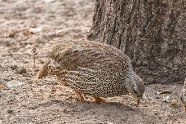 Natal Spurfowl looking for food — Stock Photo, Image