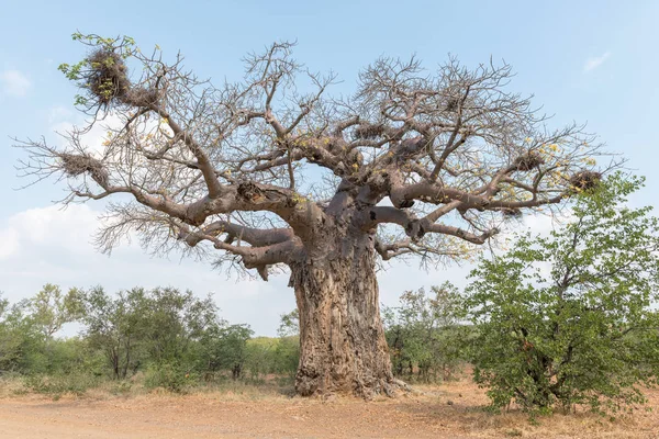 Drzewie baobabu, adansonia digitata — Zdjęcie stockowe