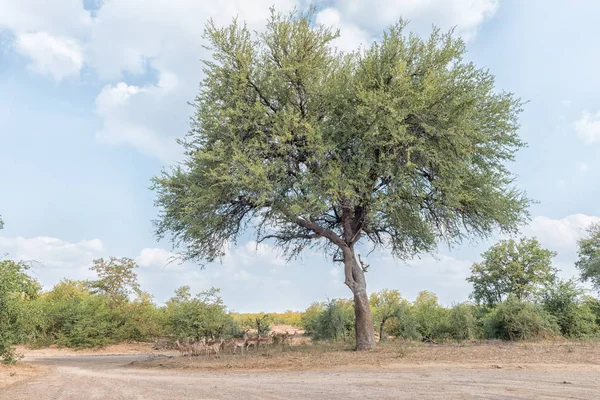 Impalas se cachant pour le soleil chaud de l'après-midi sous un grand arbre — Photo