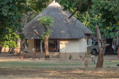 Letaba dağ evleri arasında Bushbuck ve vervet maymunlar