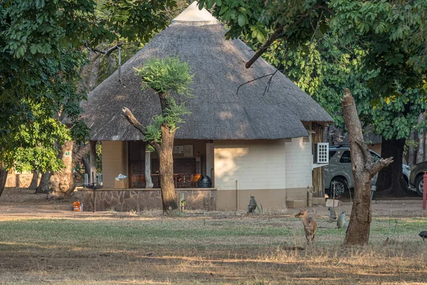 Letaba dağ evleri arasında Bushbuck ve vervet maymunlar