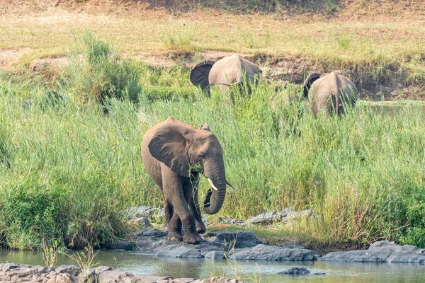 Elefante africano alimentándose de juncos en una isla — Foto de Stock