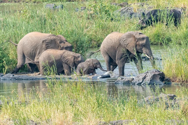 Elefantes africanos caminando por el río Olifants — Foto de Stock