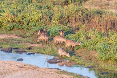 Waterbuck dişileri bir nehrin yanında otluyor