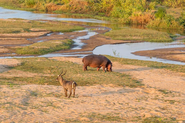 Ippopotamo e un buck maschio in un fiume — Foto Stock