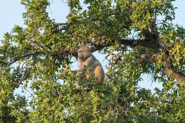 Chacma baboon, Papio ursinus, есть фрукты на дереве — стоковое фото