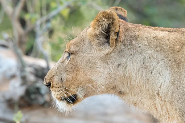 Head profile of an african lion