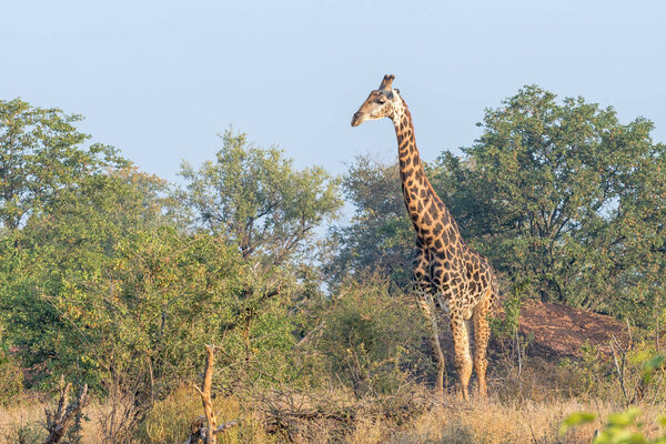 A South African Giraffe, Giraffa camelopardalis giraffa, looking sideways