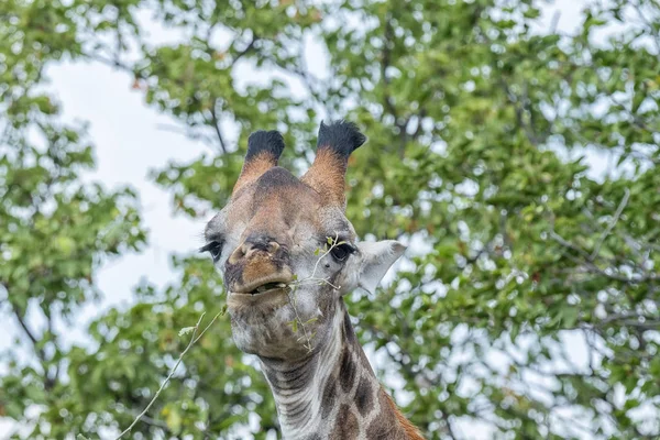 South African Giraffe browsing on a tree — Stock Photo, Image