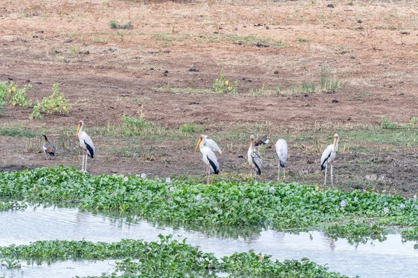 Yellow-billed storks next to hyacinth plants in a river — Stock Photo, Image