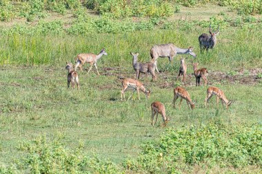 Kudus, impalas ve waterbuck