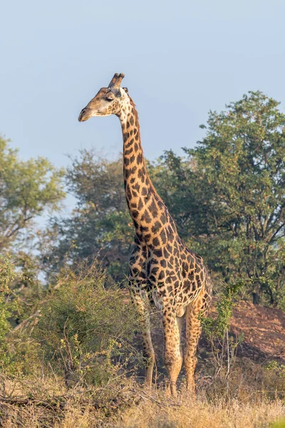 Zuid-Afrikaanse giraf op zoek zijwaarts — Stockfoto