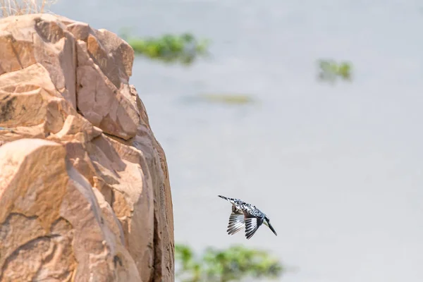 Пьяный зимородок нырнул со скалы над рекой Летаба — стоковое фото