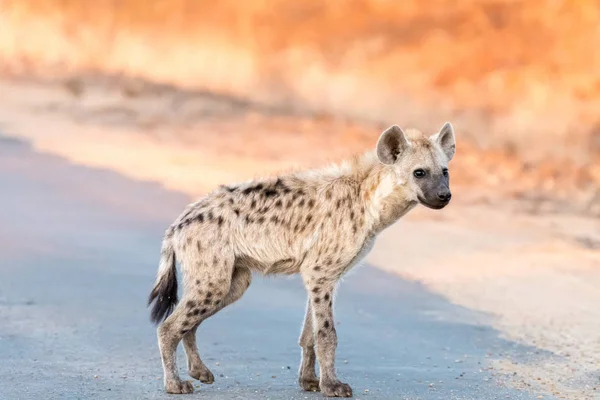 Hiena manchada de pie en un camino al amanecer — Foto de Stock