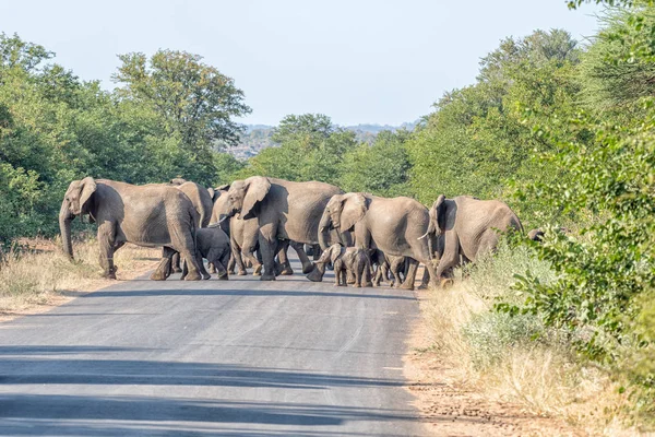 Elefantes africanos cruzando la carretera H1-6 — Foto de Stock