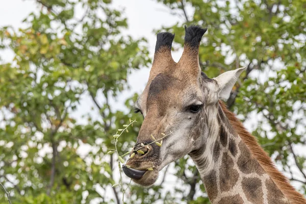 Sydafrikansk giraff surfar på ett träd — Stockfoto