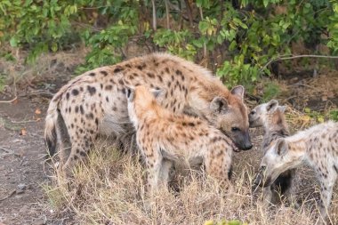 Benekli hyaena anne, Crocuta crocuta, üç yavruları ile