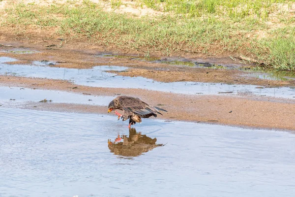 Bateleur, parado en un río y rascándose la cara — Foto de Stock