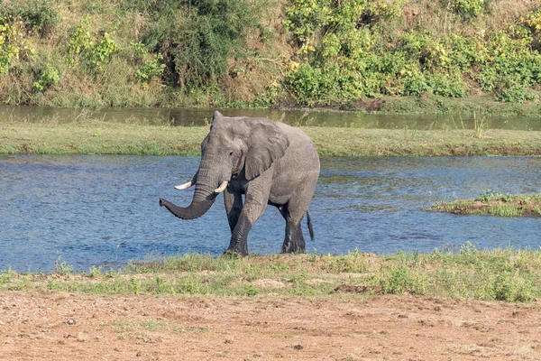 Afrikaanse olifant komend uit de Letaba rivier — Stockfoto