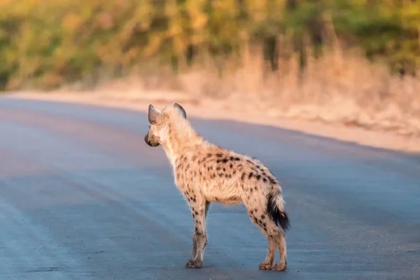 Filhote de hiena manchado em pé em uma estrada ao nascer do sol — Fotografia de Stock