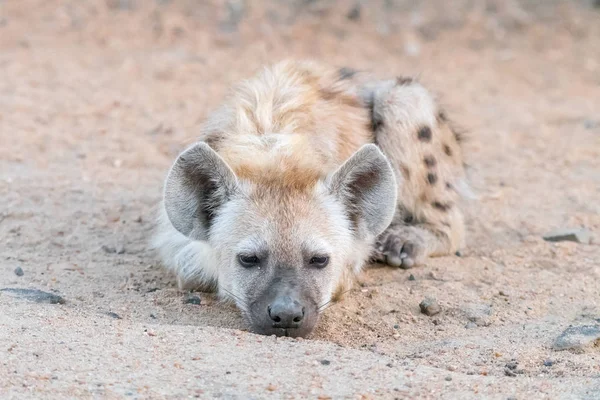 Spotted hyaena cub, Crocuta crocuta, lying — Stock Photo, Image