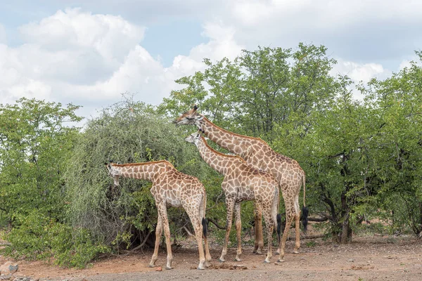 Girafes sud-africaines naviguant sur un arbre — Photo