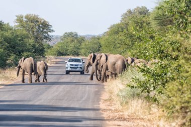 Afrika filleri Letaba Dinlenme Kampı yakınında H1-6 yoldan geçiyor