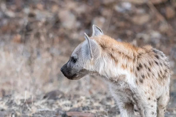 Cachorro de hiena manchado, Crocuta crocuta, mirando a su derecha — Foto de Stock