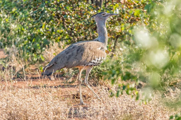 A Kori Bustard, Ardeotis kori, walking — Stock Image A Kori Bustard, Ardeotis kori, walking Royalty Free Stock Images