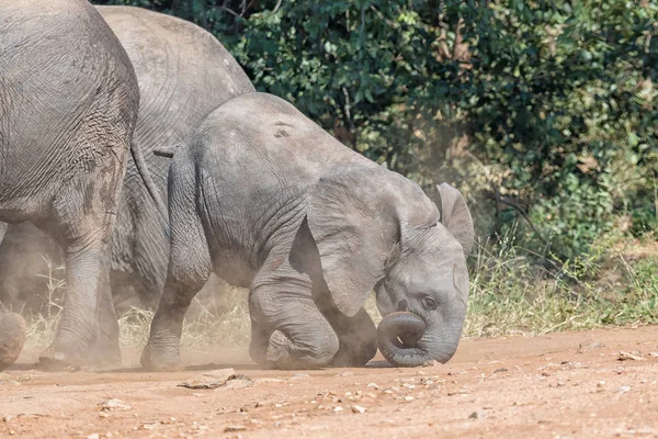 Kleine Afrikaanse olifant kalf vallen op zijn neus — Stockfoto