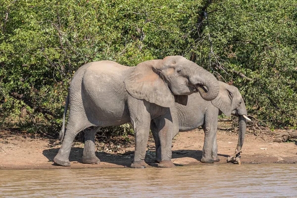 Elefantes africanos bebiendo agua en Sable Dam — Foto de Stock