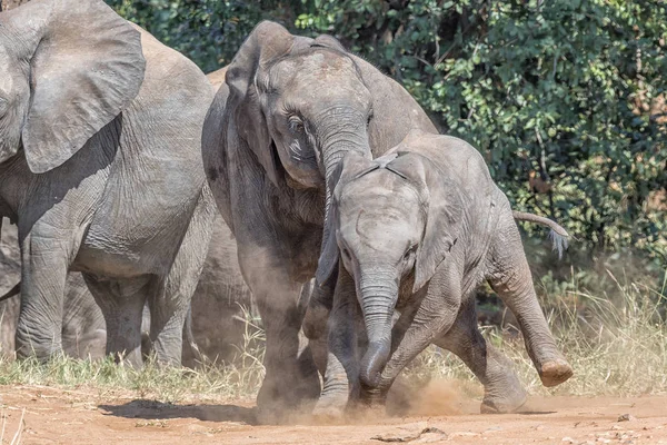 Elefante africano mayor acosando a su hermano menor —  Fotos de Stock