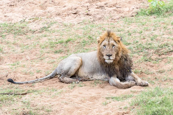 Lion mâle marqué regardant la caméra — Photo