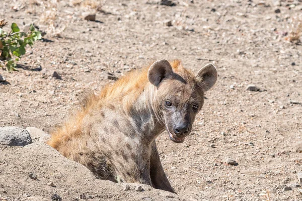 Női foltos Hyaena, Crocuta Crocuta — Stock Fotó