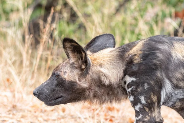 Primer plano de acecho perro salvaje, llamado perro pintado — Foto de Stock