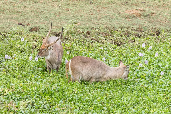 Waterbuck stier en koe in een vijver met waterhyacint — Stockfoto