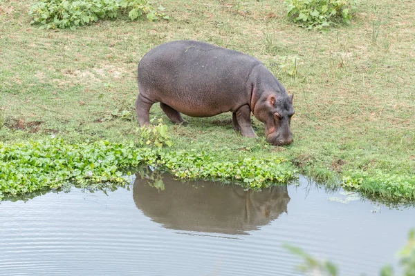 Hippopotamus grazing at a pond with water hyacinth — Stock Photo, Image