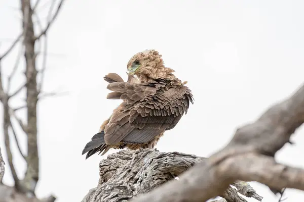 Juvenile bateleur, Terathopius ecaudatus, preening its feathers — Stock Photo, Image