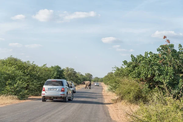 Elefante africano che attraversa la strada H1-6 vicino a Letaba Rest Camp — Foto Stock