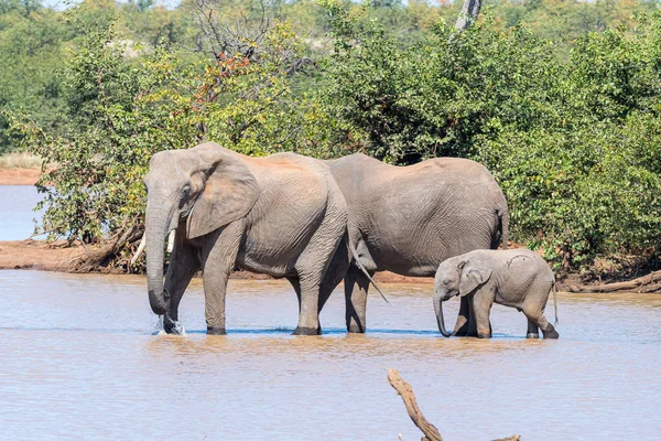 Afričtí sloni popíjení ve slatelné Přehradně — Stock fotografie