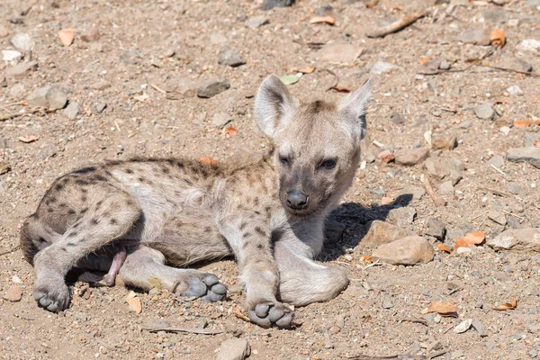 Nahaufnahme des Gesichts eines gefleckten Hyänen-Jungen — Stockfoto