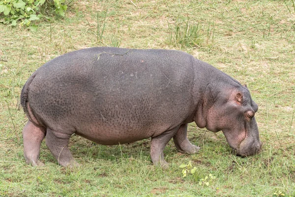 Flodhäst bete på en damm med vattenhyacint — Stockfoto