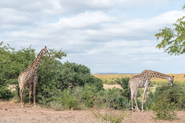Dos jirafas sudafricanas, jirafa camelopardalis, frente —  Fotos de Stock
