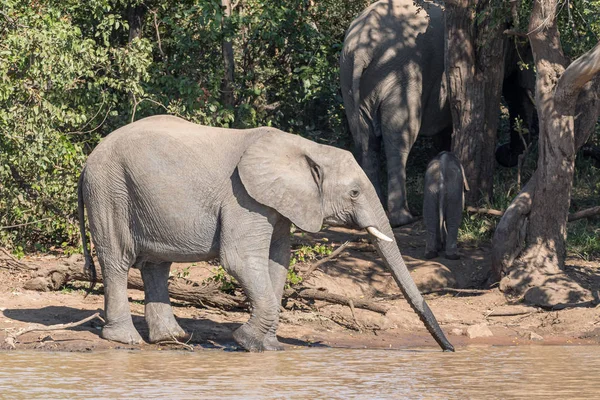 Afrikaanse olifant kalf drinkwater bij Sable dam — Stockfoto
